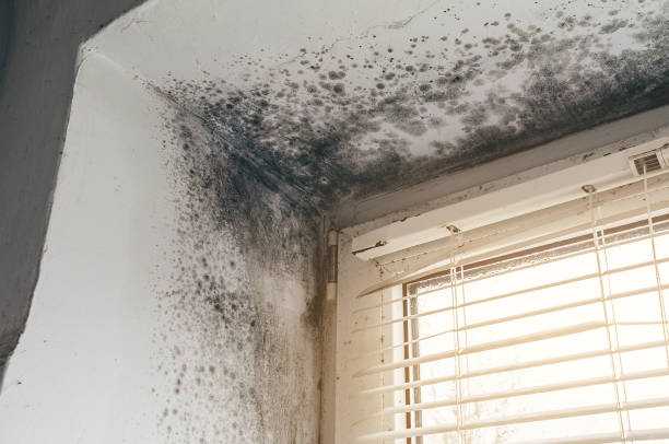 Trusted Black Mold Removal service in Pikesville, MD - Cheap Mold Removal